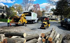 Reliable Norwood, NC Tree Removal Solutions