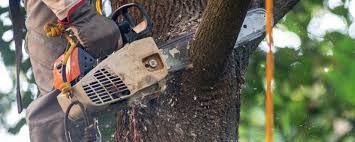  Norwood, NC Tree Removal Pros
