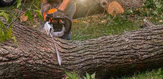 Best Pest Control for Lawns  in Norwood, NC