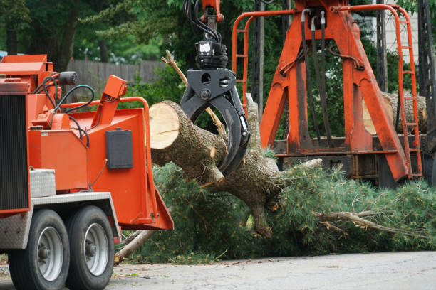 Best Palm Tree Trimming  in Norwood, NC