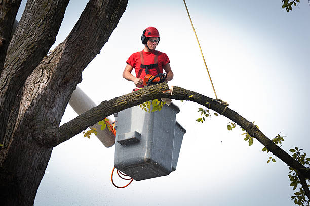 Best Fruit Tree Pruning  in Norwood, NC