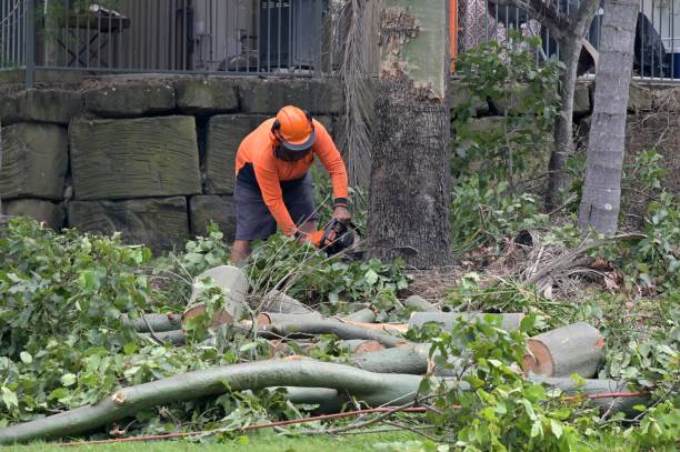 Best Utility Line Clearance  in Norwood, NC