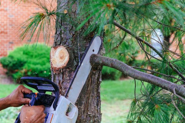 Best Emergency Tree Removal  in Norwood, NC